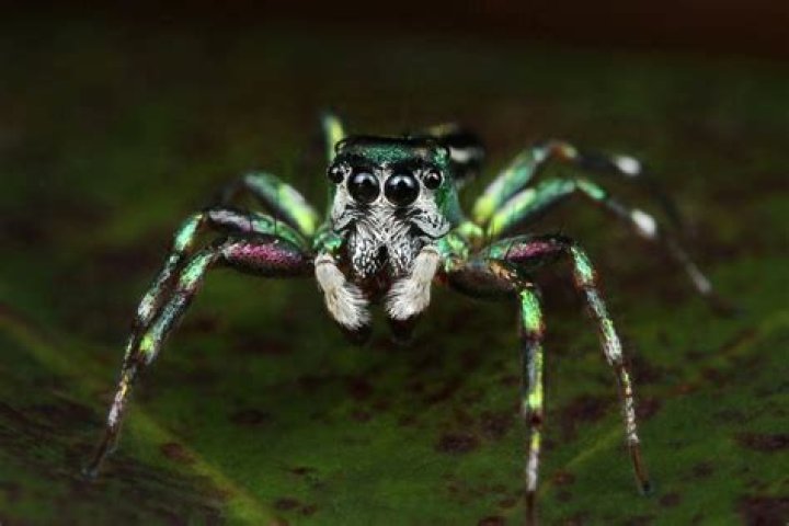 10 Astonishing Facts About Metallic Green Jumping Spider
