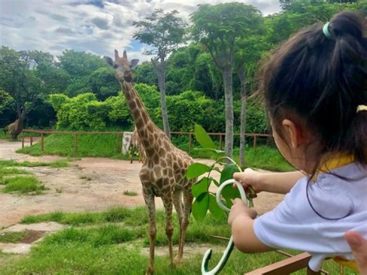10 Captivating Facts About Shenzhen Safari Park