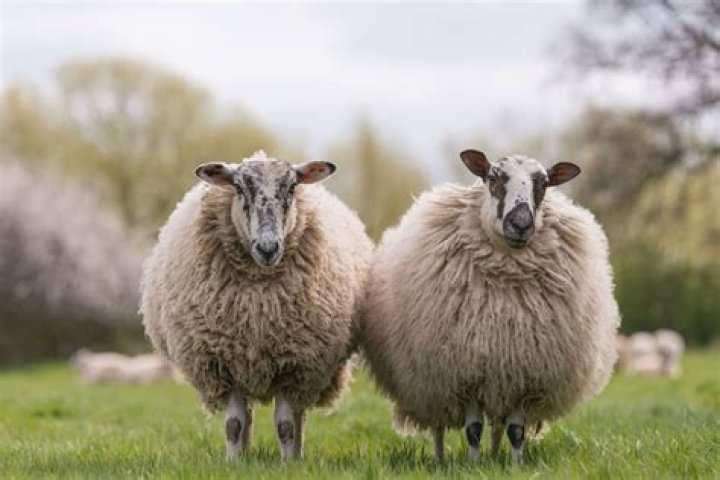 10 Facts About Wool - Facts.net