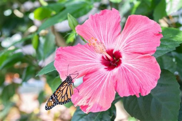 10 Intriguing Facts About Hibiscus