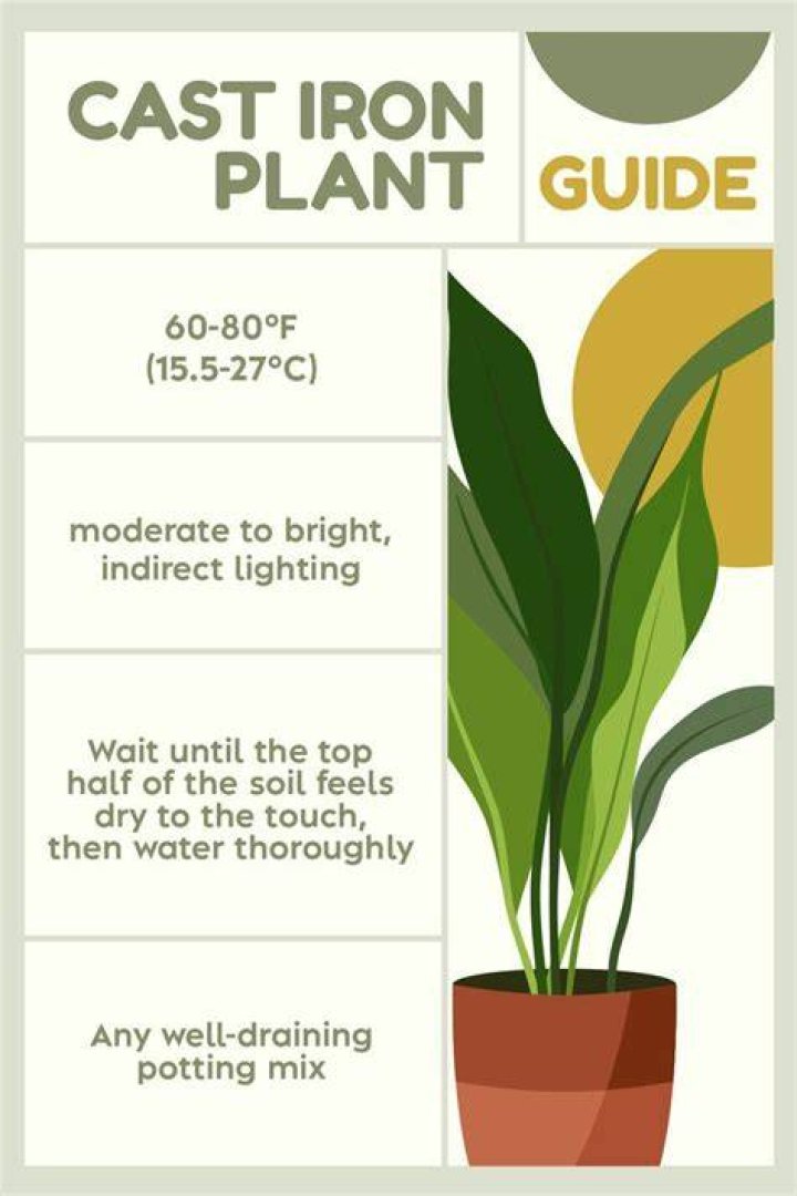 10 Mind-blowing Facts About Cast Iron Plant