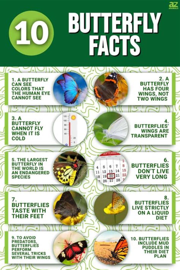 10 Sea Butterfly Facts - Facts.net