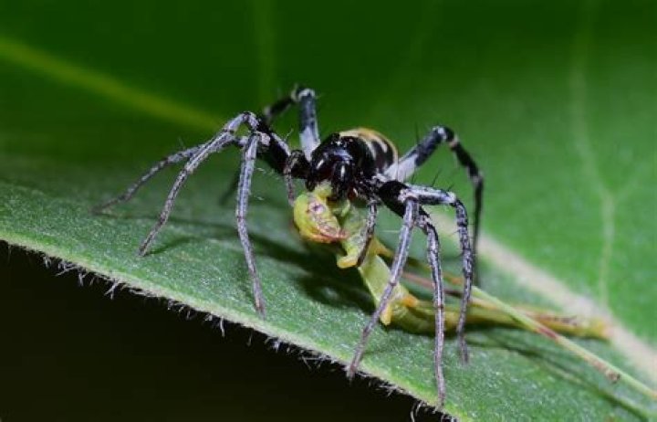 10 Unbelievable Facts About White-tailed Swift Spider