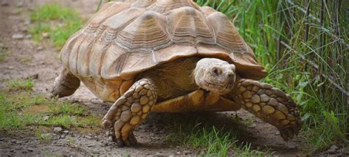 11 Facts About Tortoise: Why Do They Live For So Long