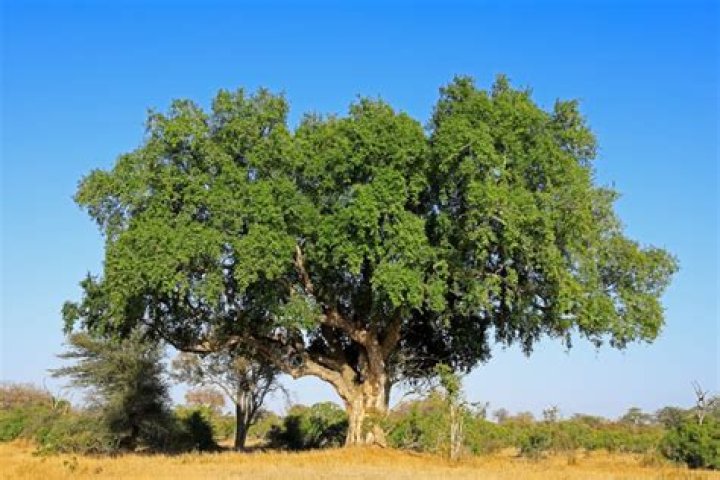 11 Fascinating Facts About African Milk Tree