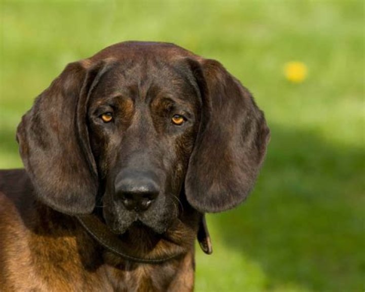 11 Mind-blowing Facts About Hanover Hound