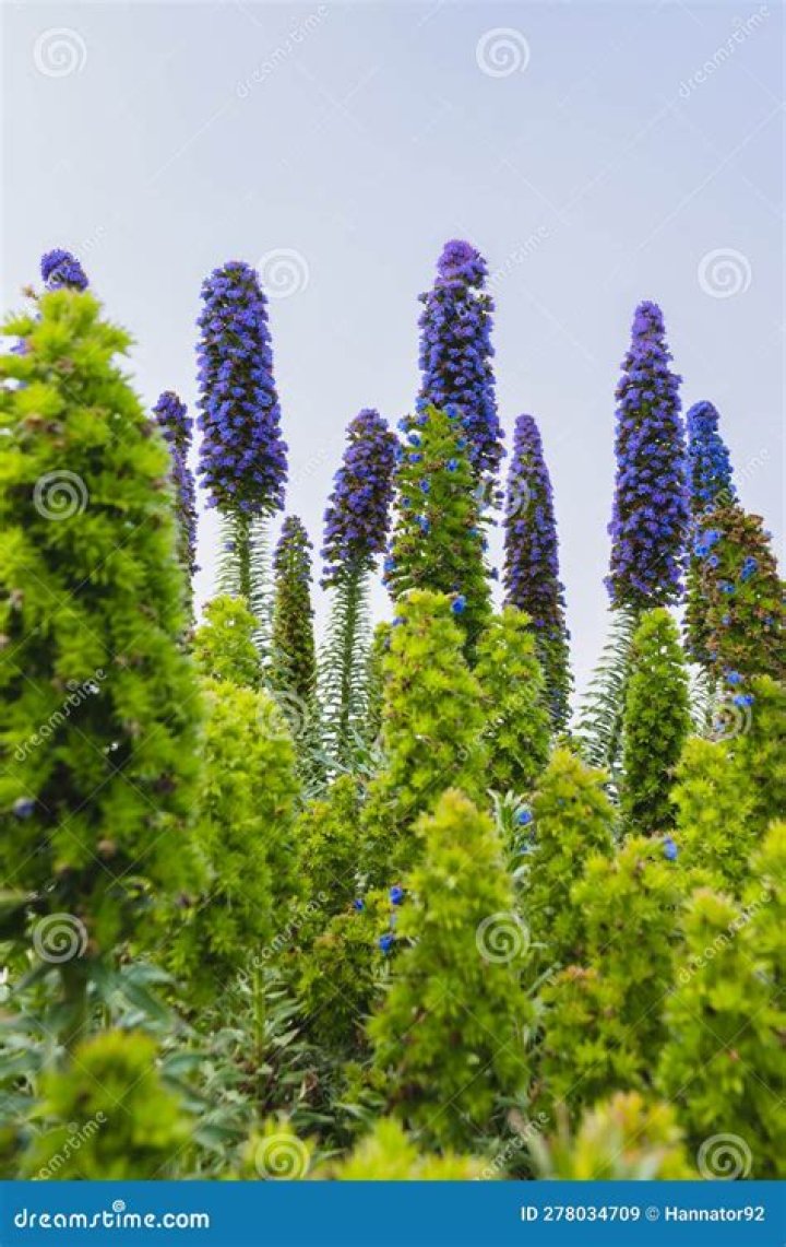 11 Unbelievable Facts About Pride Of Madeira