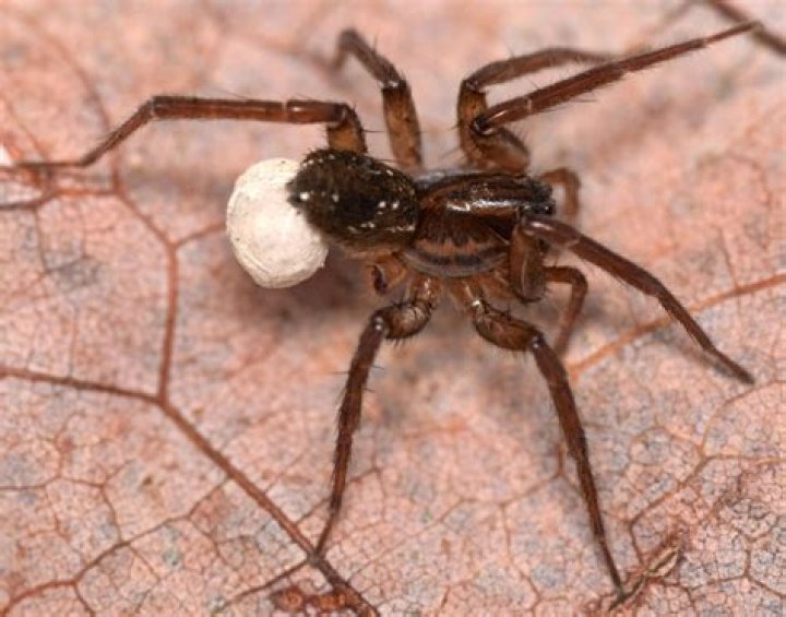 12 Astounding Facts About Pirate Wolf Spider