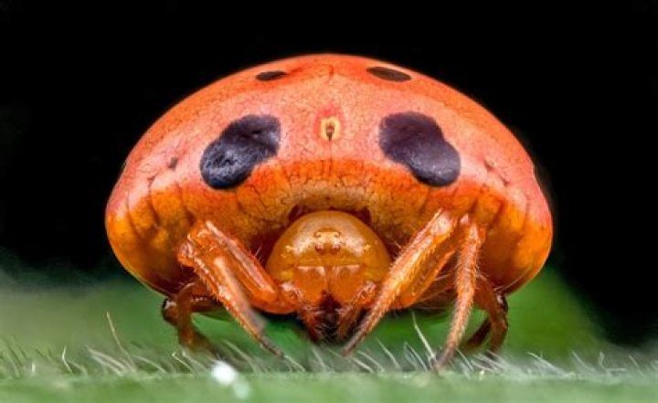 12 Enigmatic Facts About Ladybird Mimic Spider