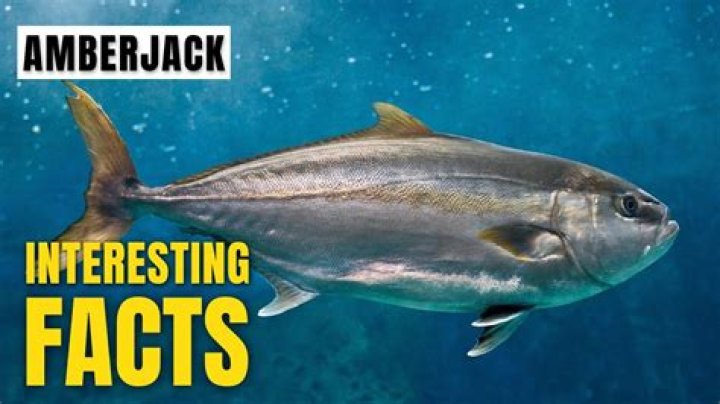 12 Facts About Amberjack - Facts.net