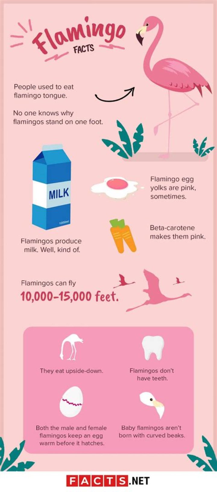12 Facts About Flamigo - Facts.net