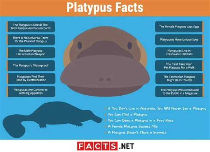 12 Fascinating Facts About Platypus