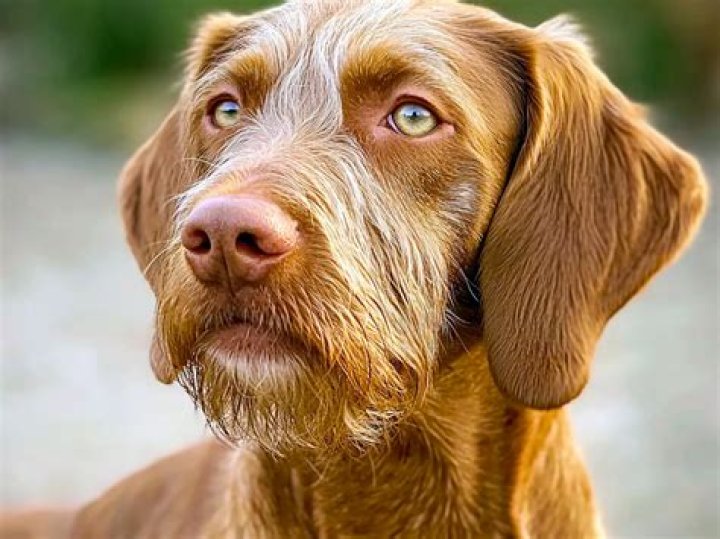 12 Fascinating Facts About Wirehaired Vizsla