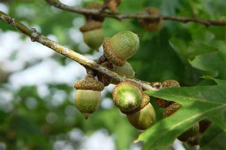 12 Intriguing Facts About Oak