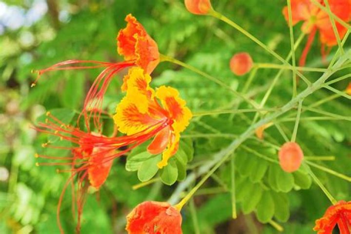 12 Surprising Facts About Peacock Flower