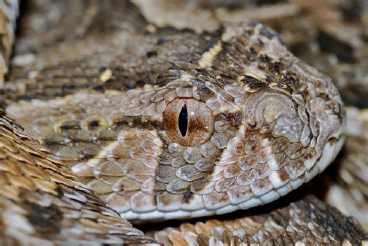12 Surprising Facts About Puff Adder