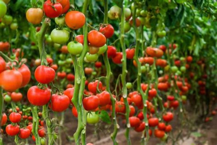 13 Facts About Bush Tomato
