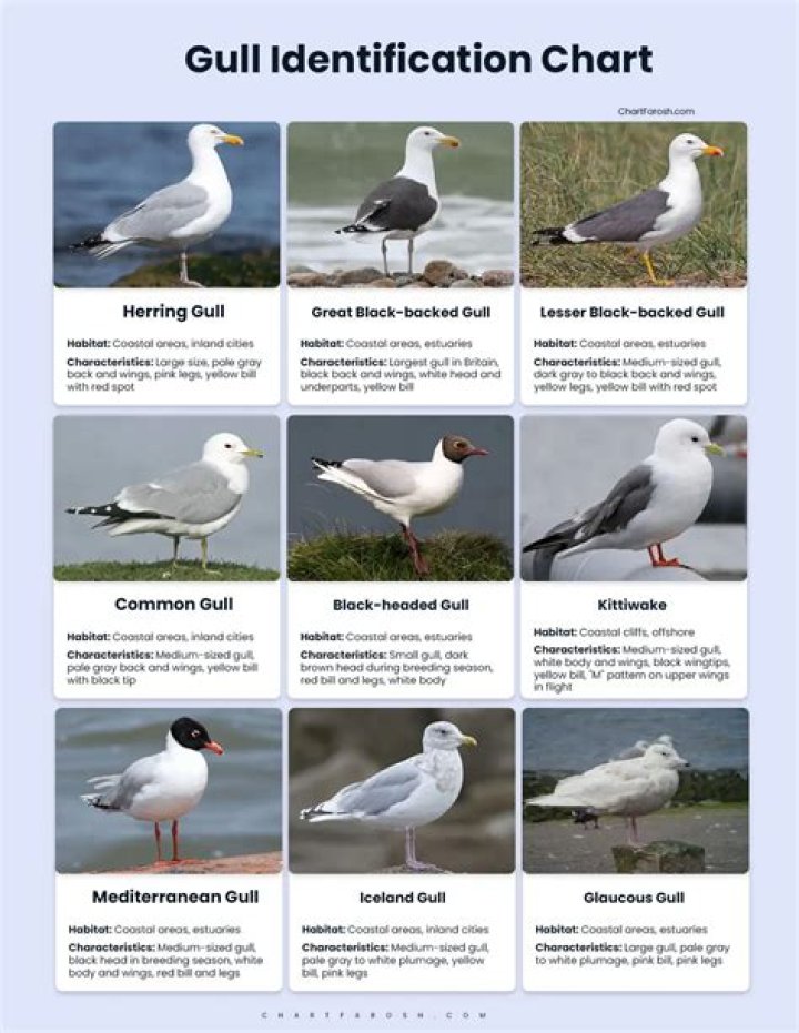 13 Facts About Gull - Facts.net