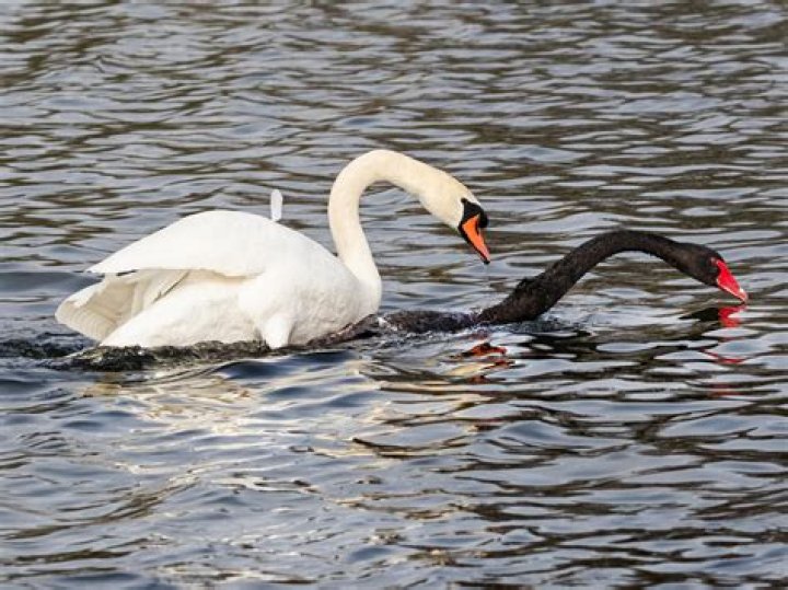 13 Facts About Swans - Facts.net