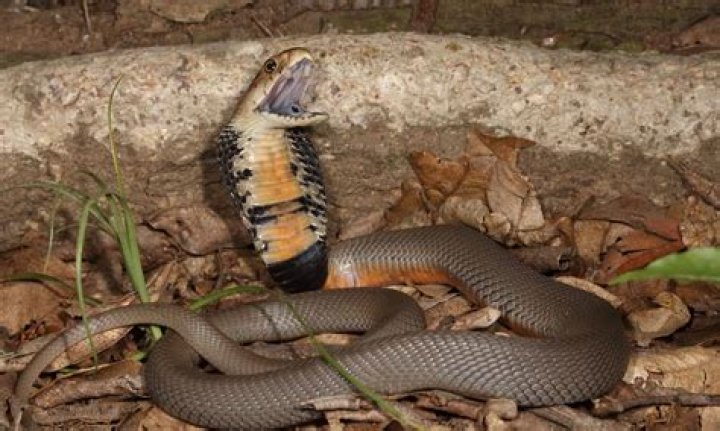 13 Surprising Facts About Mozambique Spitting Cobra