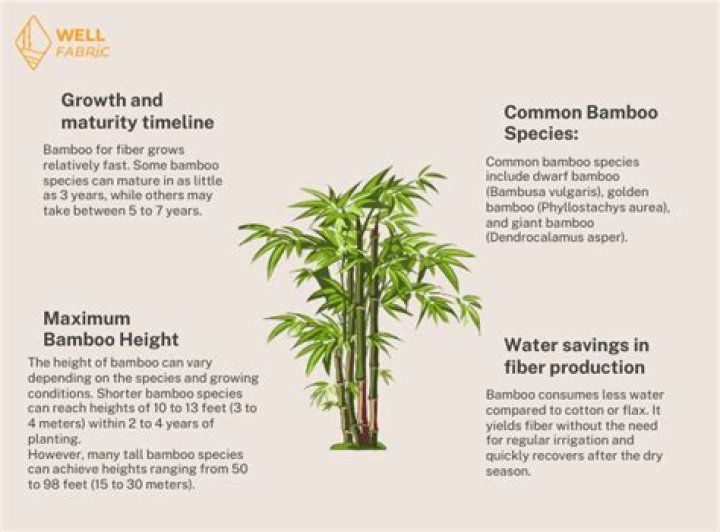 14 Astonishing Facts About Bamboo