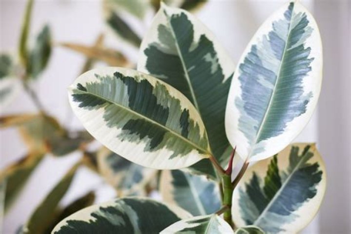 14 Captivating Facts About Rubber Tree
