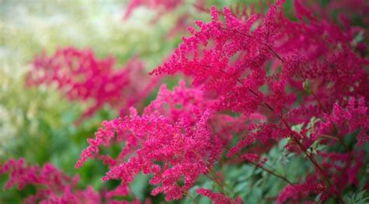 14 Fascinating Facts About Astilbe