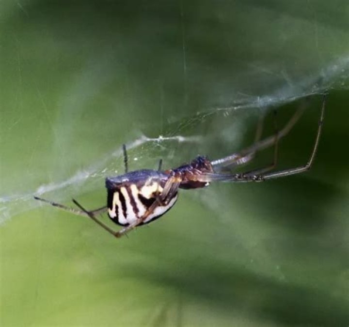 14 Fascinating Facts About Bowl And Doily Spider