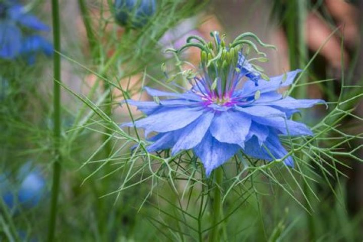 14 Intriguing Facts About Love-in-a-Mist