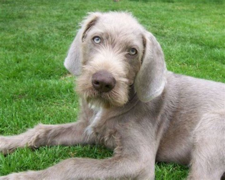 14 Mind-blowing Facts About Slovakian Rough-haired Pointer