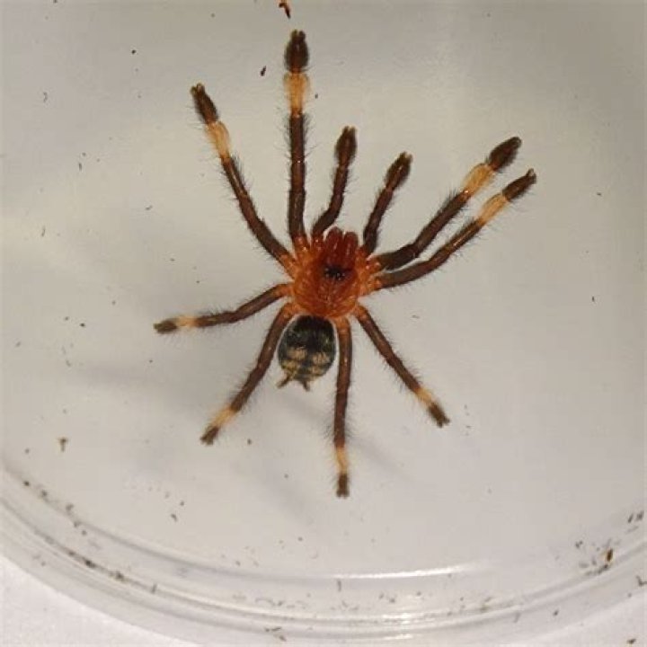 14 Mind-blowing Facts About Venezuelan Suntiger Tarantula