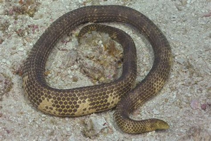 14 Unbelievable Facts About Short-nosed Sea Snake