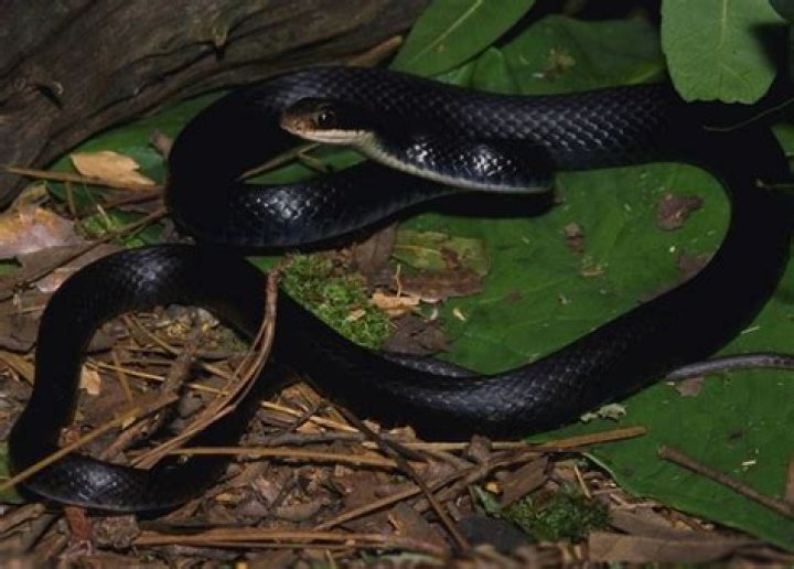 14 Unbelievable Facts About Southern Black Racer