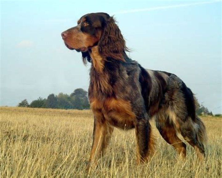 15 Captivating Facts About Blue Picardy Spaniel