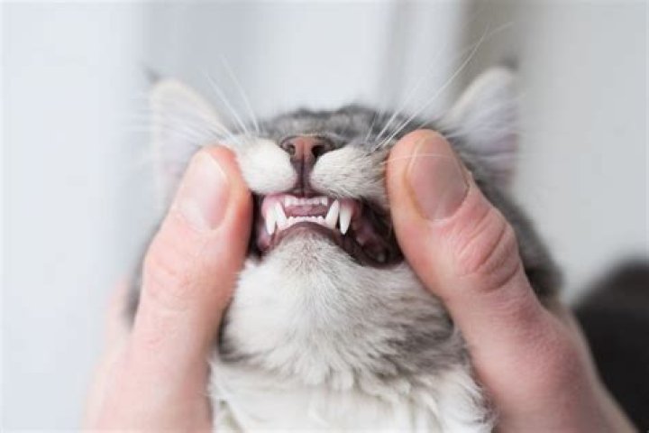 15 Cat Teeth Facts - Facts.net