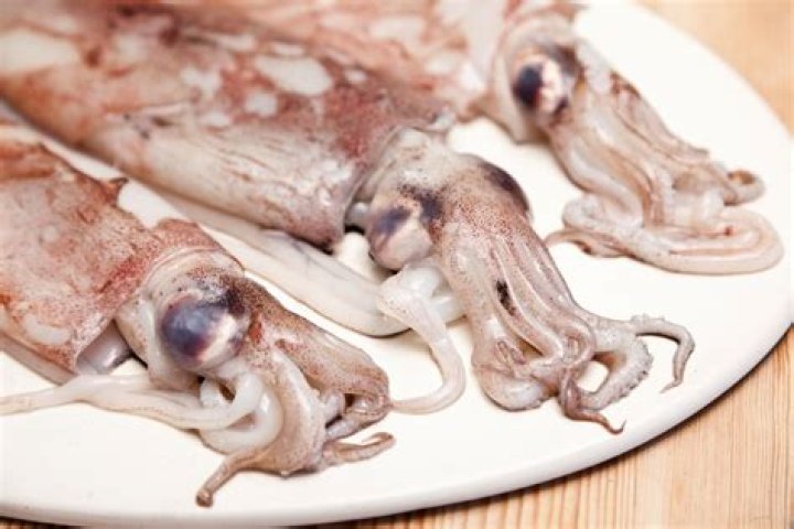 15 Facts About Calamari - Facts.net