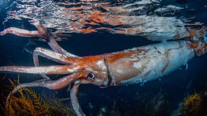 15 Facts About Giant Squids