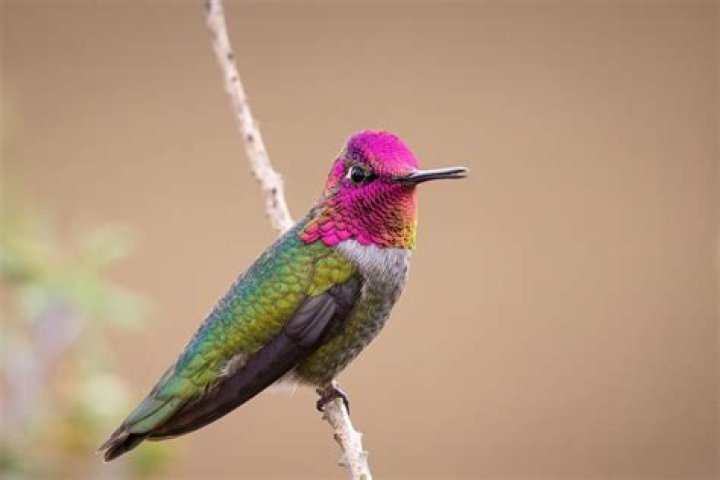 15 Facts About Hummingbirds - Facts.net