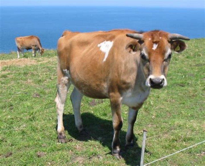 15 Facts About Jersey Cows