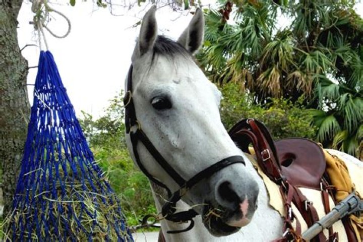 15 Florida Cracker Horse Facts
