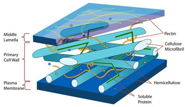 15 Fun Facts About The Cell Wall