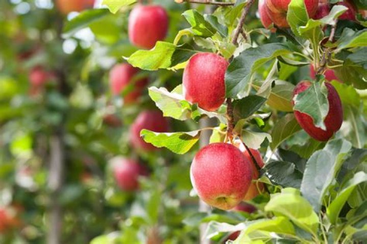 15 Gala Apple Nutrition Facts