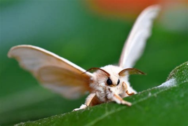 15 Luna Moth Fun Facts