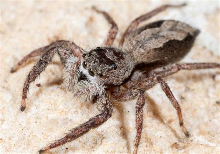 15 Surprising Facts About Tan Jumping Spider