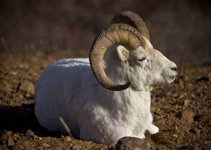15 Texas Dall Sheep Facts