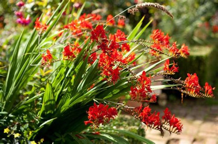 16 Extraordinary Facts About Crocosmia