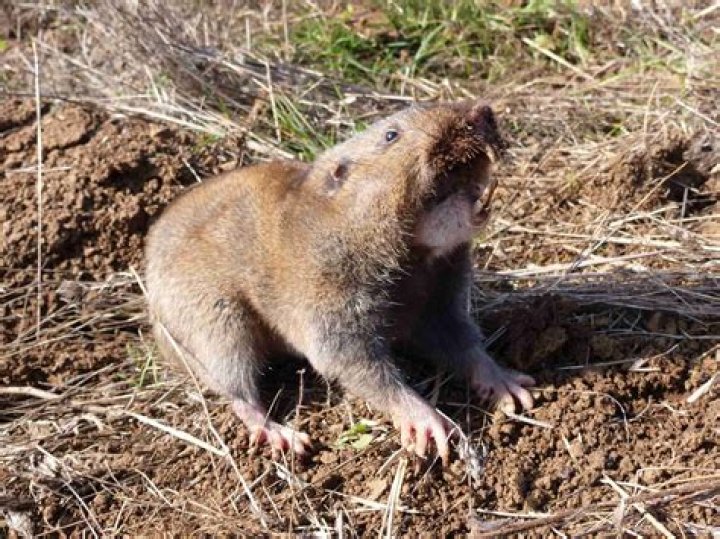 16 Facts About Gopher - Facts.net