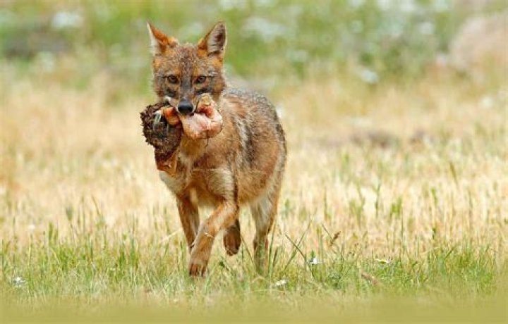 16 Facts About Jackal - Facts.net