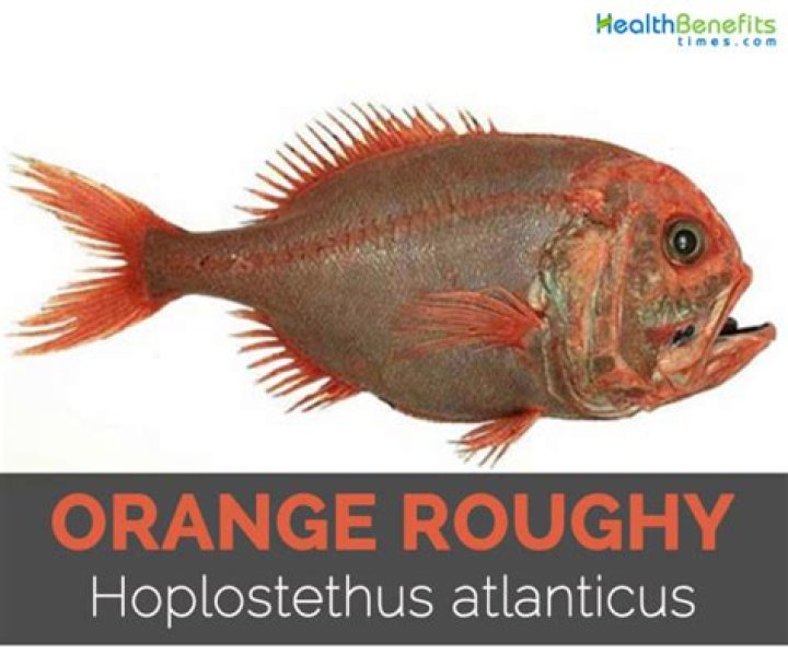 16 Facts About Orange Roughy
