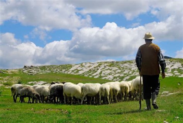 17 Great Interesting Facts About Shepherds In Biblical Times